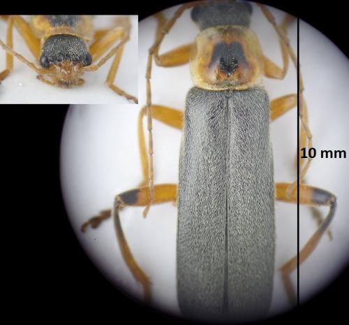 Cantharis nigricans